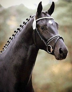 Tolegro (by Totilas x Krack C x Ferro x Variant)
