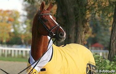 Londonderry (by Lauries Crusador xx x Warkant) :: Photo © LL-foto