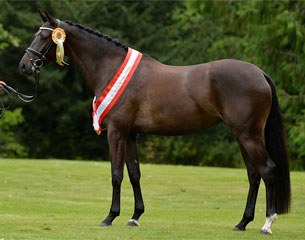Stigma (by Temptation x Sandro Hit x Master) :: Photo © Ridehesten