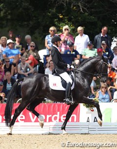 Andreas Helgstrand on Mollegardens Pas Partout (by Don Primero). A super talented black stallion presented in totally the wrong frame: too passagey, grinding teeth, too Grand Prix.. not recommended for a World Young Horse Championships