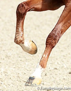 To boot or to bandage a horse's legs :: Photo © Astrid Appels