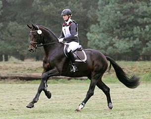 Buckingham at the 2014 Autumn 70-day Stallion Performance Testing in Adelheidsdorf :: Photo © S. Busse