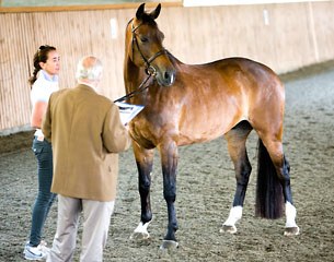 Beatriz Ferrer-Salat presenting her horse to judge Paco Guerra at the vet inspection of the 2014 Spanish Dressage Championships in Can Alzina, Spain :: Photo © Top Iberian