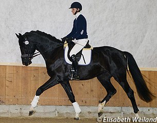 Baylador KWG at the 2014 Swiss Breed Classic :: Photo © Elisabeth Weiland