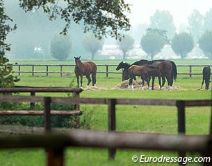 Broodmares and foals in the field