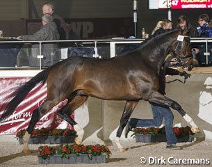 Kozinsky van den Dries (by Quaterback x Clavecimbel) :: Photo © Dirk Caremans