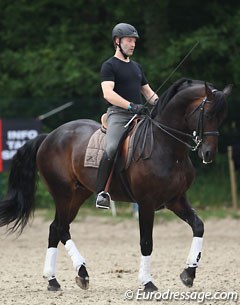Belgian David Engelen schooling Royal Rubinstein. He holds the whip Renaissance style in order for her horse to stay more regular in the piaffe and passage