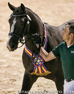Danseuse MF became the 2014 Devon Breed Show Grand Champion :: Photo © Stacy Lynne