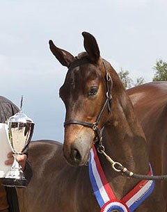 Jambeau (by Apache x Hitchock) was named 2014 KWPN Foal Champion :: Photo courtesy KWPN.NL