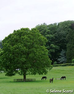 Mount St. John youngstock in the summer fields