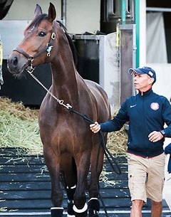 Steffen Peters and Legolas arrive at the Schindlhof where the 2014 CDI Fritzens is being held :: Photo © Alessandra Sarti