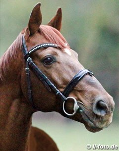 Dimaggio (by Don Primero x World Cup I) :: Photo © LL-foto