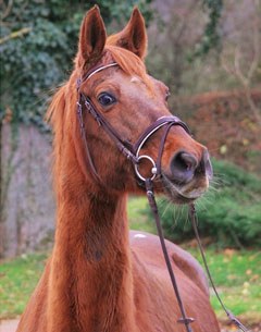 Shynoon at age 30
