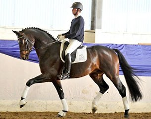 Beltano (by Belissimo M x Hohenstein) :: Photo © Kiki Beelitz