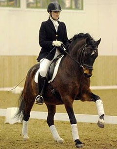 Pony breeding stallion Caesar 171