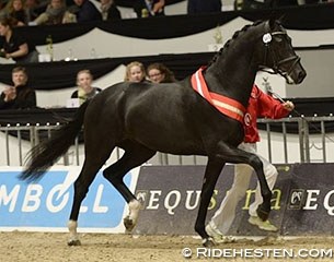 Galaxy Win T, champion of the 2014 Danish Warmblood stallion licensing :: Photo © Ridehesten