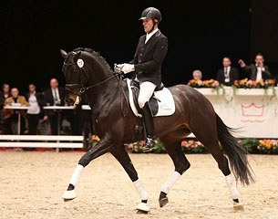 JJ Zinfandel was the best selling licensed stallion at the 2014 Danish Warmblood spring auction