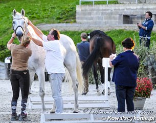 The horse inspection in Kaposvar
