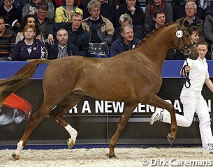 Galandro (by Bon Bravour x Donnerhall) at the 2014 KWPN Stallion Licensing :: Photo © Dirk Caremans