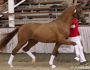 The 2014 Westfalian Licensing Champion Borsalino (by Boston x Fidermark) :: Photo © LL-foto