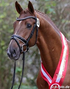 Borsalino (by Boston x Fidermark), the 2014 Westfalian licensing champion