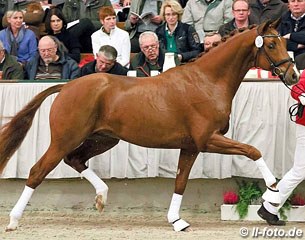 Viva Westfalia (by Vitalis x Furst Heinrich) will move into training with Ingrid Klimke