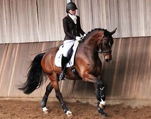 Norwegian WCYH qualified horse Hotmillion (by Hotline x Akinos)