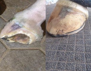 Herzruf's Erbe current hoof problem, before and after, which made Salzgeber withdraw from competing at the 2014 CDI Perl