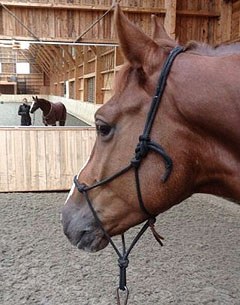 Jessica Michel taking Fusion for a stroll in the indoor arena at Haras de Hus in France