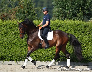 Steffen Peters on Legolas
