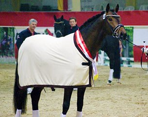 Divine Etincelle (by Desperados x A Jungle Prince), champion of the 2014 Austrian Warmblood stallion licensing in Stadl Paura :: Photo © Pferdenews.eu