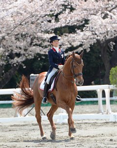 Yuko Kitai and Golden Coin with cherry trees in bloom at the 2014 CDI Tokyo :: Photo © Japan Equestrian Federation