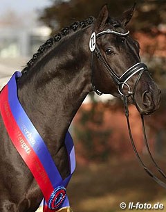 Morricone (by Millennium x Rubin Royal), champion of the 2014 Oldenburg Stallion Licensing :: Photo © LL-foto