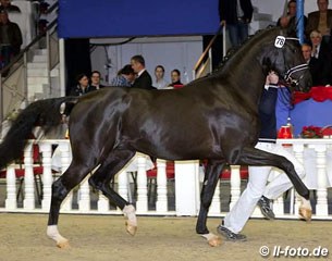 Totilas x Don Frederico