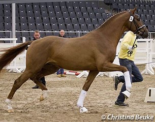 The 2014 Westfalian Licensing champion Borsalino at the 2014 Hanoverian Stallion Approval on 9 December 2014 :: Photo © Christina Beuke