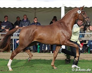 D'Avie (by Don Juan de Hus x Londonderry), premium stallion and auction price highlight at the 2014 Hanoverian Stallion Licensing :: Photo © LL-foto
