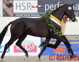 Fine Lady (by Furstenball x Donnerhall), champion of the 2014 Hanoverian Elite Mare Show :: Photo © Ridehesten.com