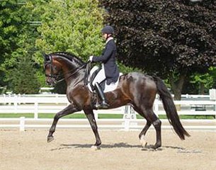 Sabine Schut-Kery and Sanceo at the 2014 U.S. Developing Horse Championships in Wayne, IL :: Photo © Carolynn Bunch