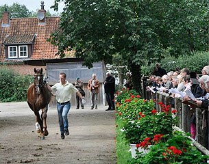 This Dannebrog x Fabriano x Graphit colt has been accepted for the 2014 Hanoverian Stallion Licensing at the pre-selection day in Oetzen :: Photo © Hannoveraner Verband