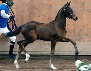 The nameless filly (by Sezuan x Royal Classic x Belissimo M) that won the 2013 European Breeding Event Finland :: Photo © Tiina Kohtaniemi