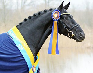 Total Hope became the winner of the 2016 Swedish Stallion Performance Testing