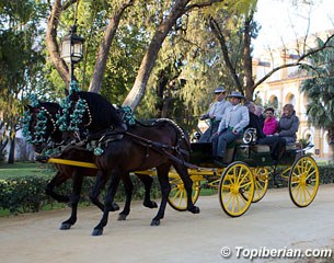 The judges were picked up at their hotel with horse and carriage and brought to the show in style