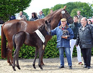 The 2015 Lodbergen Foal Show Filly Champion by Dante Weltino :: Photo © Equitaris