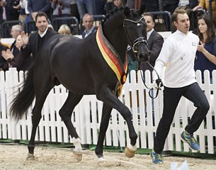 Perpignan Noir, the 2015 Trakehner Licensing Champion, became the top seller at the auction, switching owners for 340,000 euro