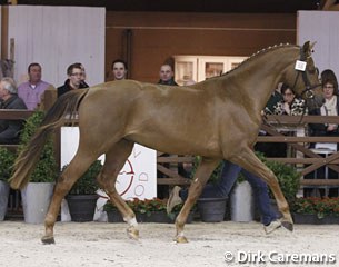 Mac Donovan at the 2015 Belgian Warmblood Stallion Licensing :: Photo © Dirk Caremans