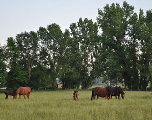The lush fields for the broodmares and foals at Fonte Abeti in Sansepolcro, Italy
