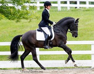 The 6-year old PRE stallion Aragon GAF (by Invasor III) became the winner of the PRE Breed class at the 2015 Devon Breed Show :: Photo © Sue Stickle