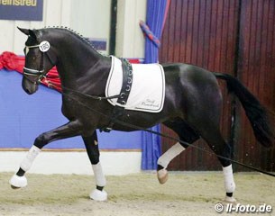 The Millennium x Fürst Heinrich owned by Mr. Ramsbrock :: Photo © LL-foto