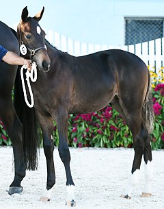 Logan ISF named foal champion of the 2016 Devon Breed Show :: Photo © Hoof Print Images
