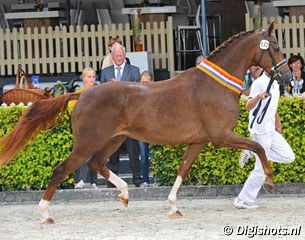 Iveniz Texel (by Negro x Krack C) has been named 2016 KWPN Mare Champion :: Photo © Digishots